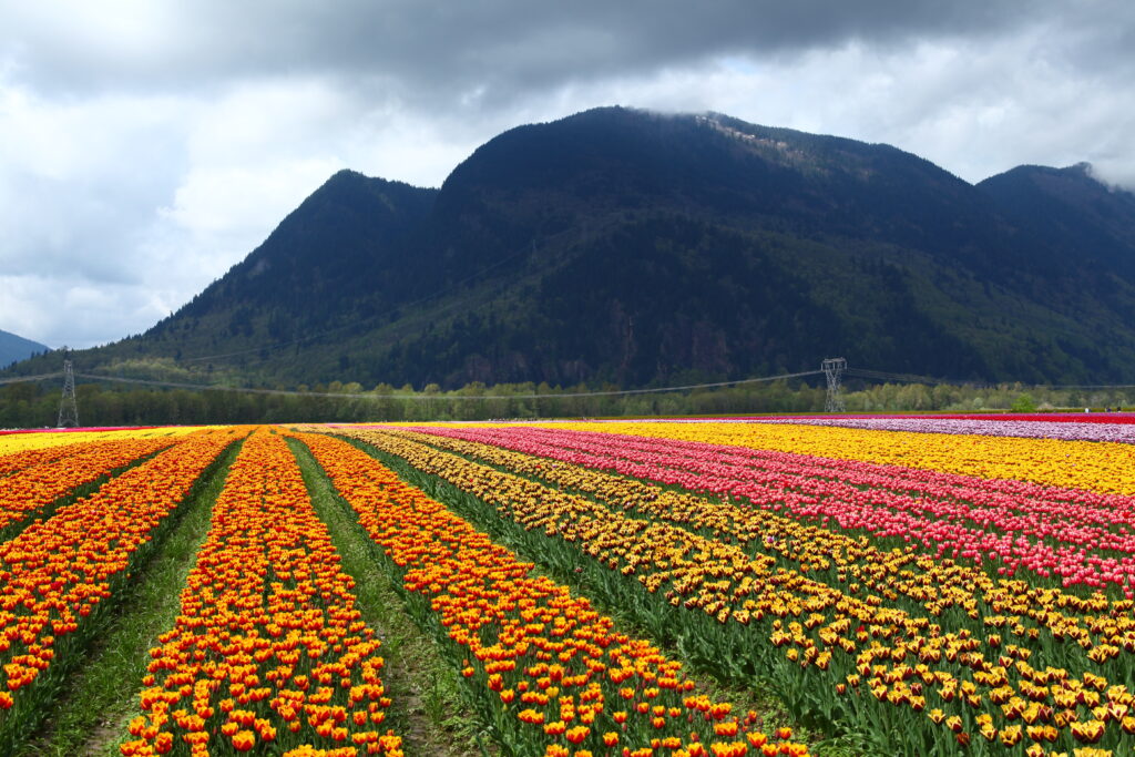 2012_Tulip_Festival_@_Agassiz,_BC,_Canada_(7126971269)